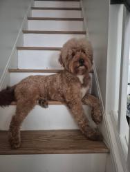 Lost Male Dog last seen Patterson Park, Canton, Highlandtown, Baltimore, MD 21224
