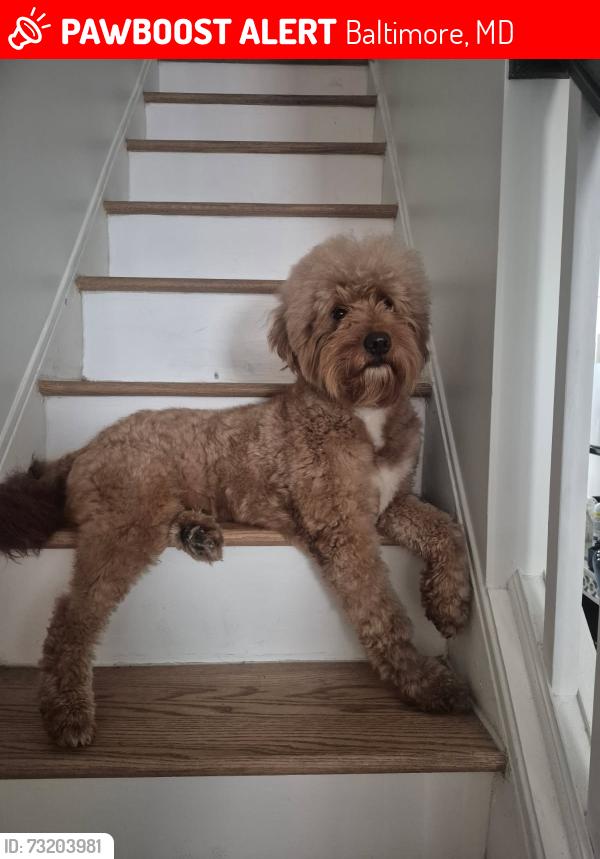 Lost Male Dog last seen Patterson Park, Canton, Highlandtown, Baltimore, MD 21224
