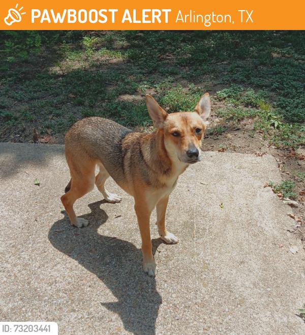 Found/Stray Female Dog last seen Dugan Street / Arnold Ave by Meadows Park, Arlington, TX 76010