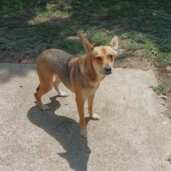 Found/Stray Female Dog last seen Dugan Street / Arnold Ave by Meadows Park, Arlington, TX 76010