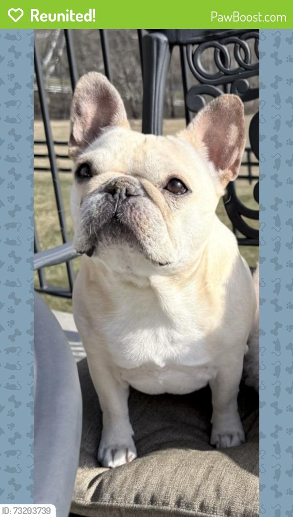 Reunited Female Dog last seen Huch Road - Mars PA, Mars, PA 16046