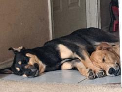 Reunited Female Dog last seen Bj elementary school in front, Mesquite, TX 75149