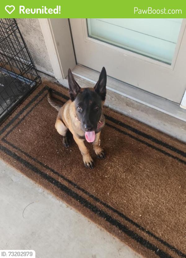 Reunited Female Dog last seen Ocotillo Park, Yuma, AZ 85365