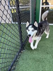 Lost Male Dog last seen N. Britain and W. Grauwyler, Irving, TX 75061