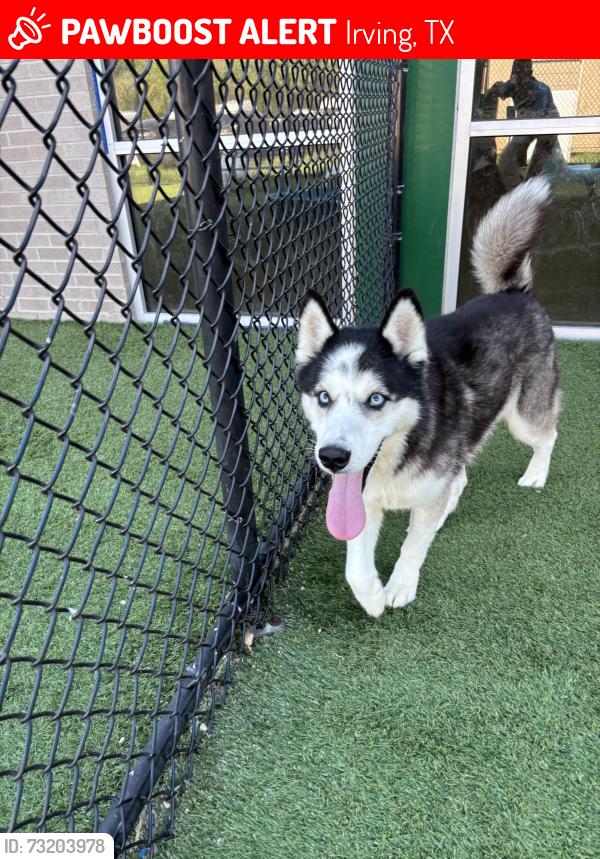 Lost Male Dog last seen N. Britain and W. Grauwyler, Irving, TX 75061