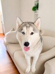 Reunited Male Dog last seen Near Scott St, Hollywood, FL 33020, EE. UU., Hollywood, FL 33020