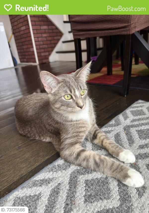 Reunited Male Cat last seen Menard and Davis, Morton Grove, IL 60053