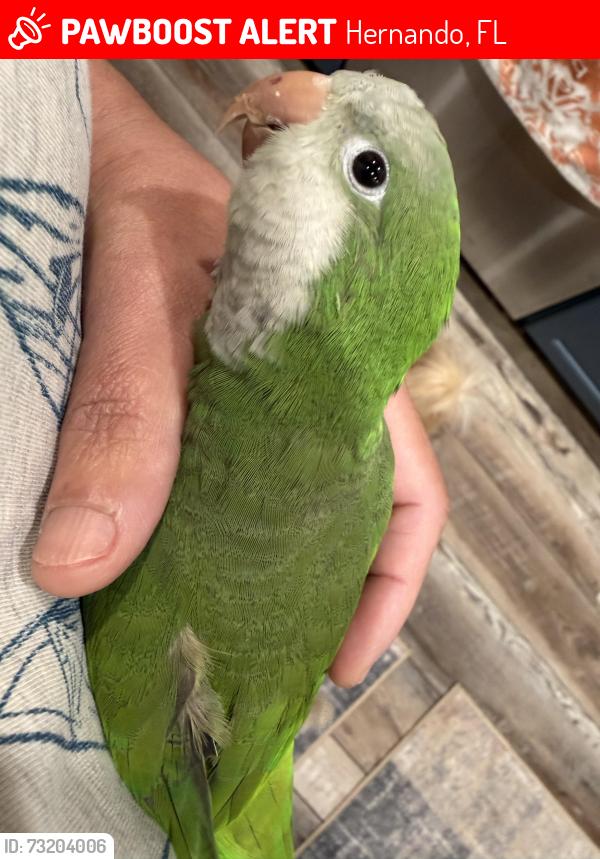 Lost Female Bird last seen Lake, Hernando, FL 34442