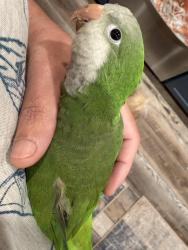 Lost Female Bird last seen Lake, Hernando, FL 34442