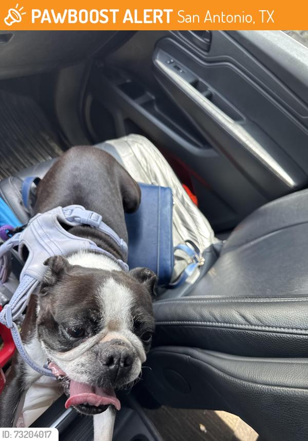 Found/Stray Female Dog last seen Hillcrest rd, San Antonio, TX 78201
