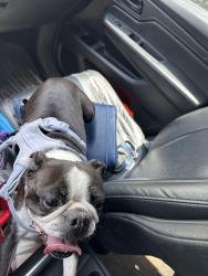 Found/Stray Female Dog last seen Hillcrest rd, San Antonio, TX 78201