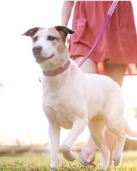 Reunited Female Dog last seen Lake Butler Blvd., Town of Windermere, Windermere, FL 34786