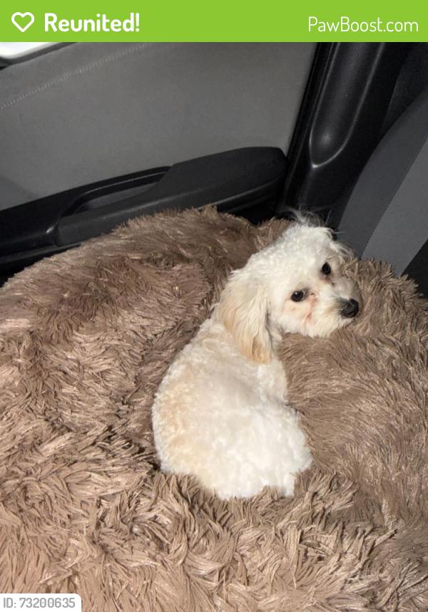 Reunited Male Dog last seen Redondo Blvd and Venice, Los Angeles, CA 90035