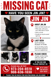 Lost Male Cat last seen Near S Front St, Elizabeth, NJ 07202, Elizabeth, NJ 07206