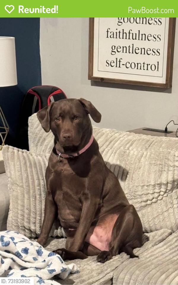 Reunited Female Dog last seen Buttermilk Lane, Hopwood, PA 15445