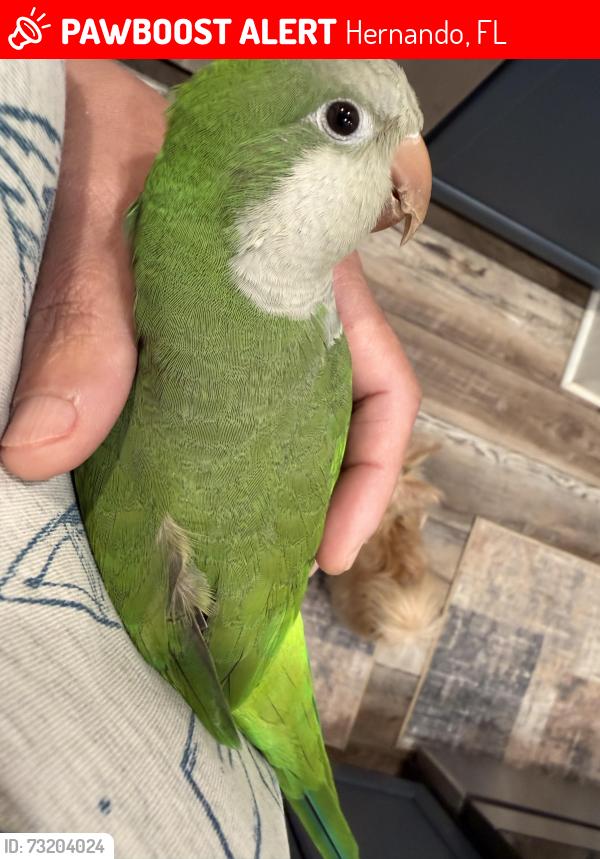 Lost Female Bird last seen N anchor point hernando, Hernando, FL 34442