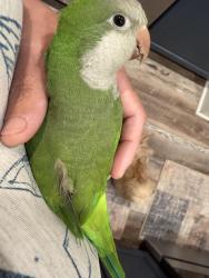 Lost Female Bird last seen N anchor point hernando, Hernando, FL 34442
