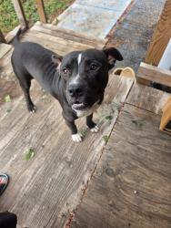 Found/Stray Male Dog last seen New Braunfels and 35, San Antonio, TX 78202