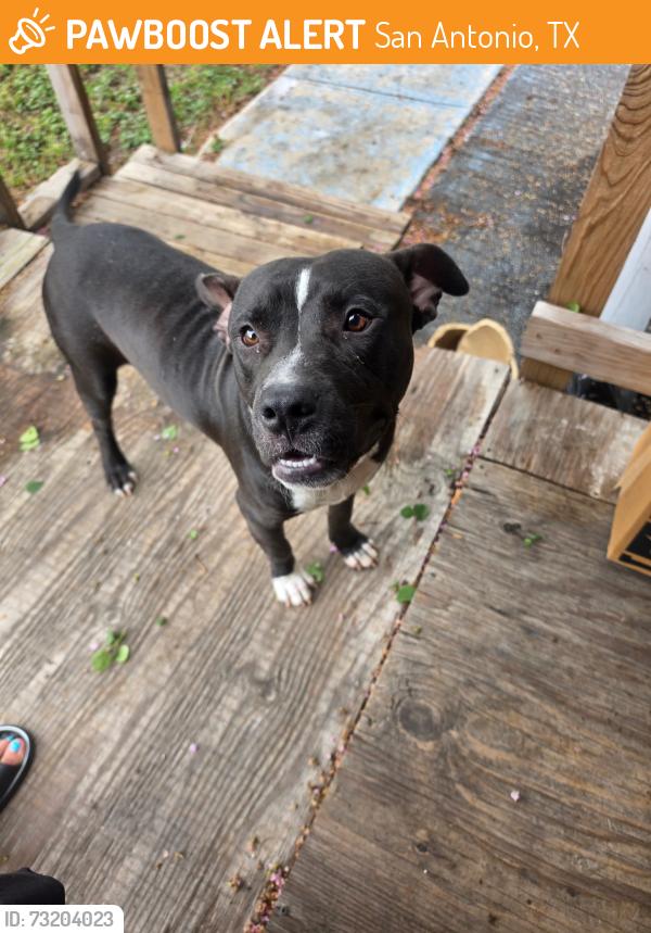 Found/Stray Male Dog last seen New Braunfels and 35, San Antonio, TX 78202