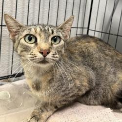 Shelter Stray Female Cat last seen Apt 7,311 Cottonwood Road, San Diego, CA, 92173, 5500 Gaines St, San Diego, CA 92110, USA