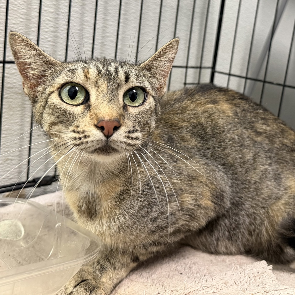 Shelter Stray Female Cat last seen Apt 7,311 Cottonwood Road, San Diego, CA, 92173, 5500 Gaines St, San Diego, CA 92110, USA