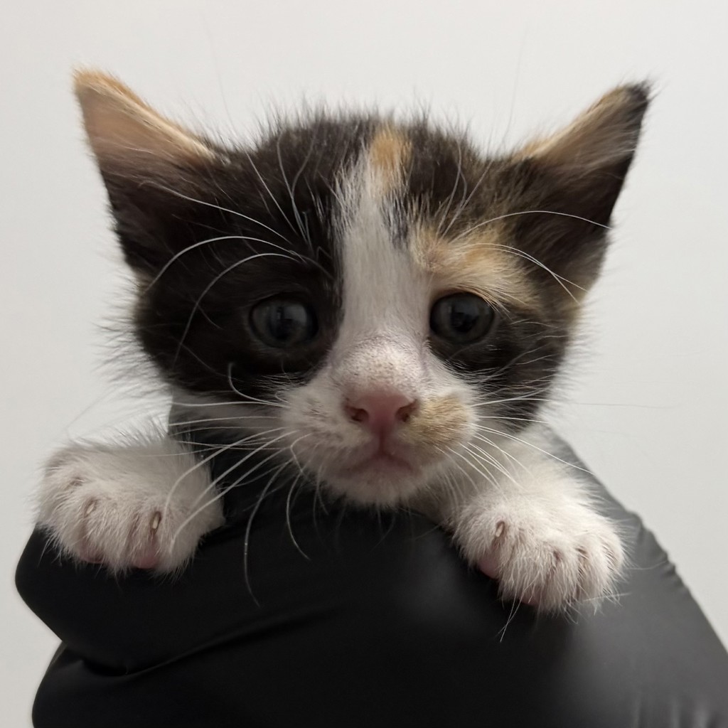 Shelter Stray Female Cat last seen Apt 7,311 Cottonwood Road, San Diego, CA, 92173, 5500 Gaines St, San Diego, CA 92110, USA
