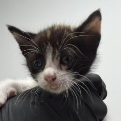 Shelter Stray Female Cat last seen Apt 7,311 Cottonwood Road, San Diego, CA, 92173, 5500 Gaines St, San Diego, CA 92110, USA