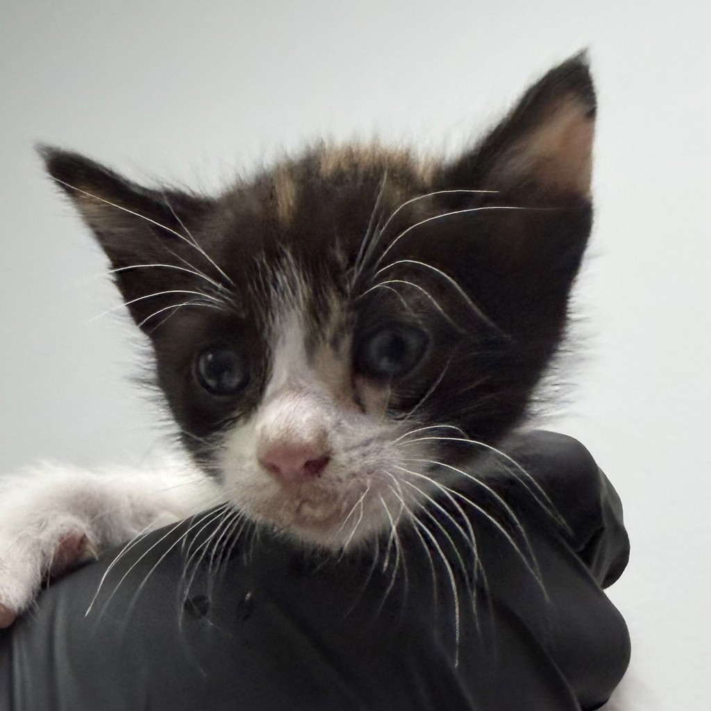 Shelter Stray Female Cat last seen Apt 7,311 Cottonwood Road, San Diego, CA, 92173, 5500 Gaines St, San Diego, CA 92110, USA