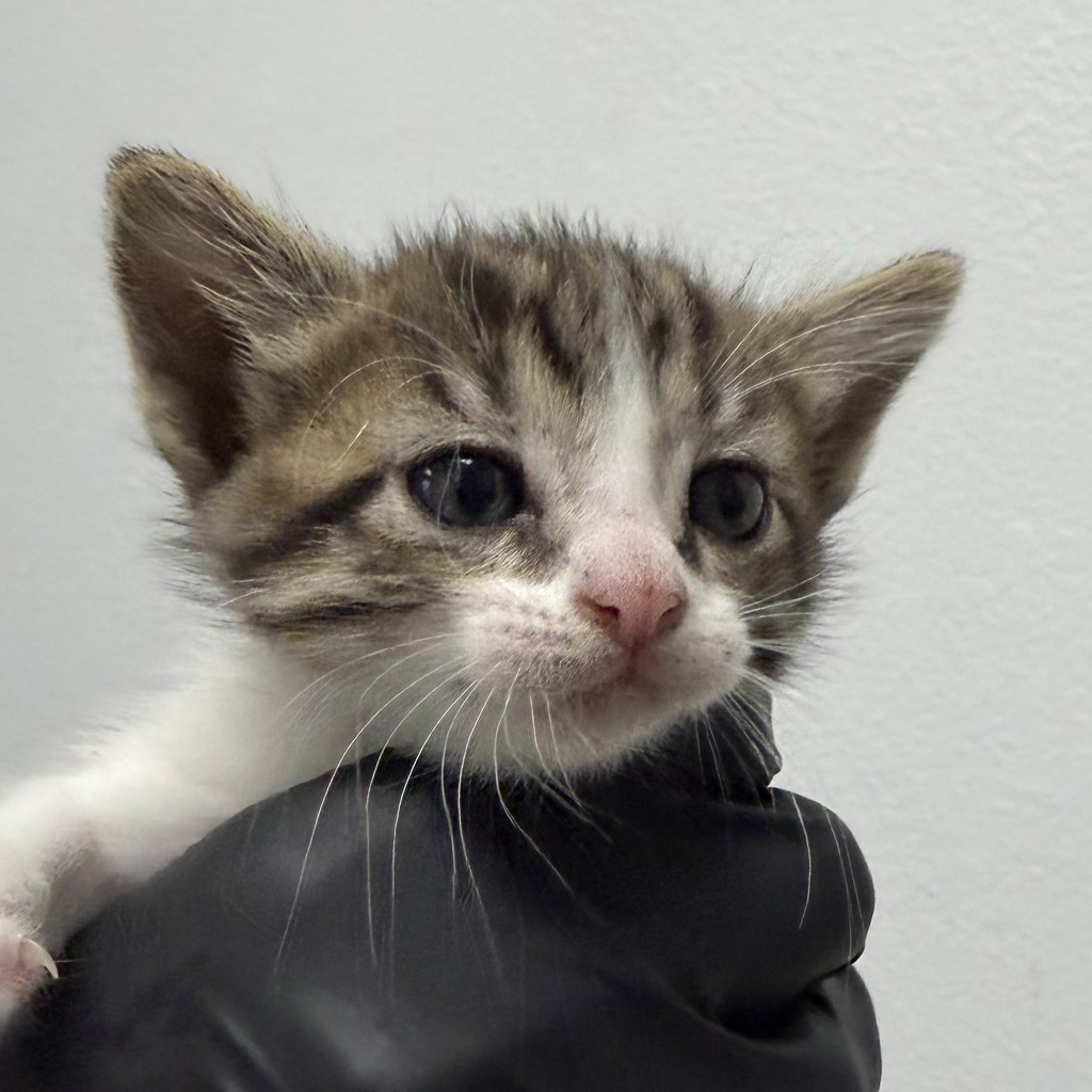 Shelter Stray Female Cat last seen Apt 7,311 Cottonwood Road, San Diego, CA, 92173, 5500 Gaines St, San Diego, CA 92110, USA