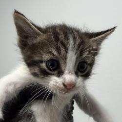 Shelter Stray Male Cat last seen Apt 7,311 Cottonwood Road, San Diego, CA, 92173, 5500 Gaines St, San Diego, CA 92110, USA