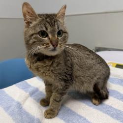 Shelter Stray Male Cat last seen Near 29th Street, San Diego, CA, 92102, 5500 Gaines St, San Diego, CA 92110, USA