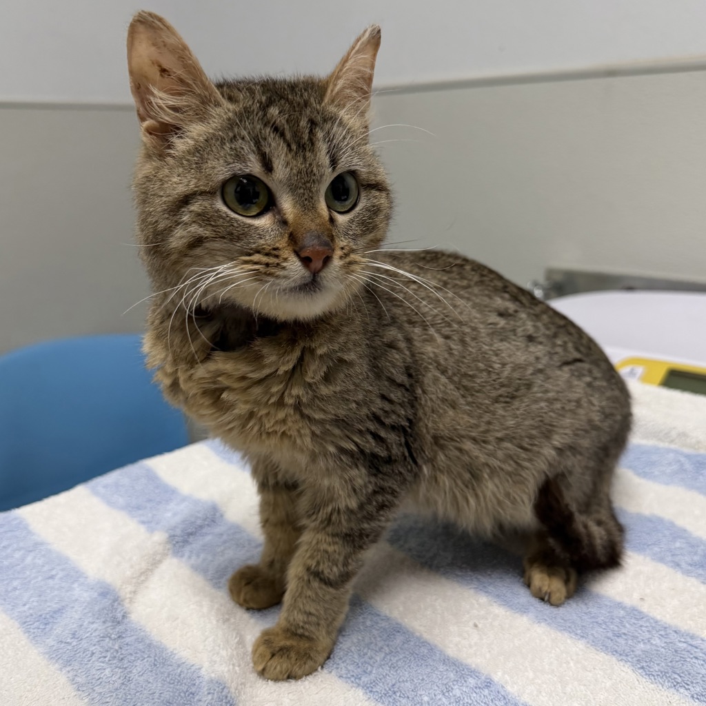 Shelter Stray Male Cat last seen Near 29th Street, San Diego, CA, 92102, 5500 Gaines St, San Diego, CA 92110, USA