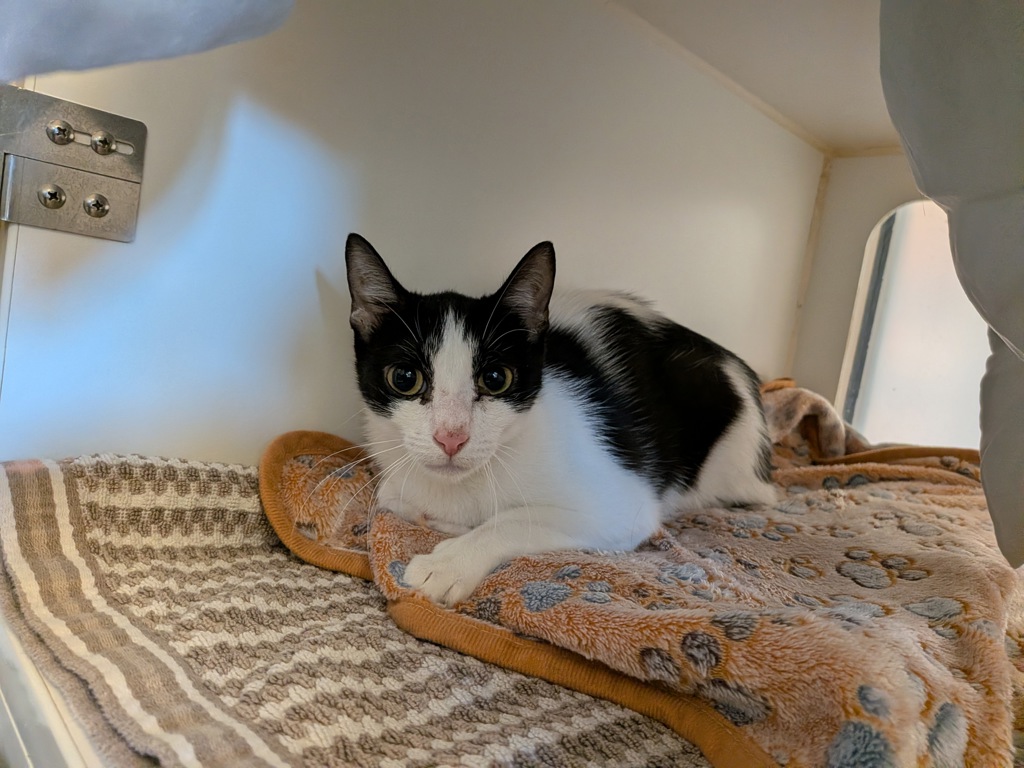 Shelter Stray Female Cat last seen Near Guy Street, San Diego, CA, 92103, 5500 Gaines St, San Diego, CA 92110, USA