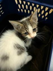 Shelter Stray Female Cat last seen Near Agosto Street, San Diego, CA, 92154, 5500 Gaines St, San Diego, CA 92110, USA
