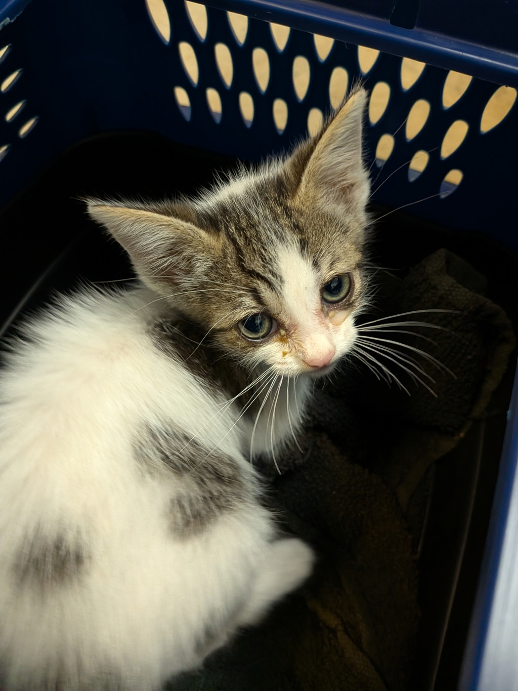 Shelter Stray Female Cat last seen Near Agosto Street, San Diego, CA, 92154, 5500 Gaines St, San Diego, CA 92110, USA