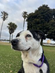 Shelter Stray Female Dog last seen Near Jackson Drive, La Mesa, CA, 91942, 5500 Gaines St, San Diego, CA 92110, USA