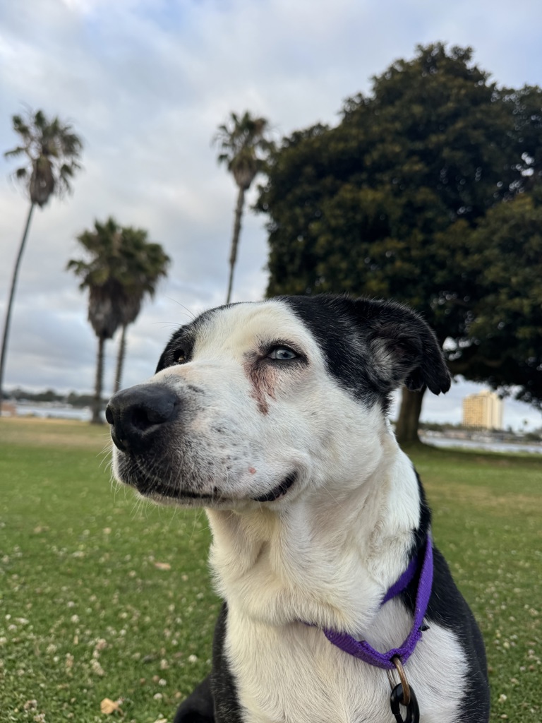 Shelter Stray Female Dog last seen Near Jackson Drive, La Mesa, CA, 91942, 5500 Gaines St, San Diego, CA 92110, USA