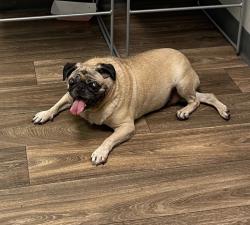 Shelter Stray Female Dog last seen 60th Street, San Diego, CA, 92114, 5500 Gaines St, San Diego, CA 92110, USA