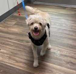 Shelter Stray Female Dog last seen 60th Street, San Diego, CA, 92114, 5500 Gaines St, San Diego, CA 92110, USA