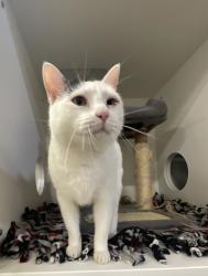 Shelter Stray Male Cat last seen College Avenue, Oceanside, CA, 92054, Oceanside, CA 92058, USA