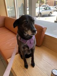 Reunited Female Dog last seen Near W Colorado St, Glendale, CA 91204, USA, Glendale, CA 91204