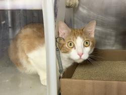 Shelter Stray Male Cat last seen Found in Apt 5a, NEW YORK, NY, 10026, 326 E 110th St, New York, NY 10029, USA