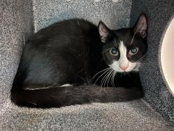 Shelter Stray Male Cat last seen NEW YORK, NY, 10029, 326 E 110th St, New York, NY 10029, USA