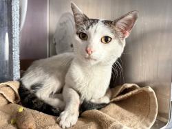 Shelter Stray Male Cat last seen 97th 5th Avenue, NEW YORK, NY, 10029, 326 E 110th St, New York, NY 10029, USA