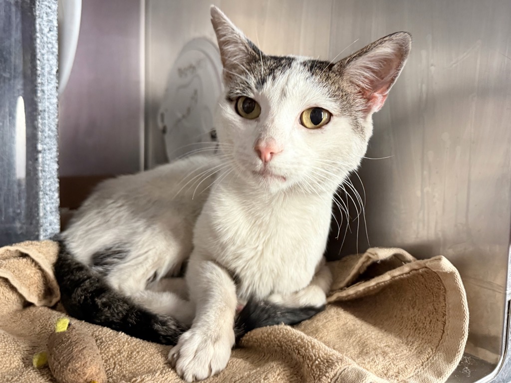 Shelter Stray Male Cat last seen 97th 5th Avenue, NEW YORK, NY, 10029, 326 E 110th St, New York, NY 10029, USA