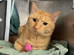 Shelter Stray Male Cat last seen Near St Anns Avenue, BRONX, NY, 10454, 326 E 110th St, New York, NY 10029, USA