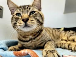Shelter Stray Male Cat last seen Heberton Avenue, STATEN ISLAND, NY, 10302, 3139 Veterans Rd W, Staten Island, NY 10309, USA