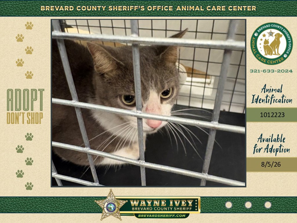Shelter Stray Female Cat last seen Near Lowell Circle, MELBOURNE, FL, 32935, 5100 W Eau Gallie Blvd, Melbourne, FL 32934, USA