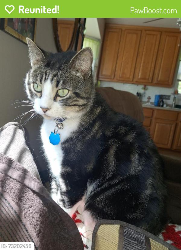 Reunited Male Cat last seen Speedway, Kenosha, WI 53142