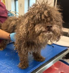 Shelter Stray Male Dog last seen Dropped of at pct, BRONX, NY, 10455, 326 E 110th St, New York, NY 10029, USA
